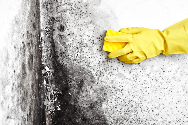 Biohazard Mold Removal in Shadow Lake, WA